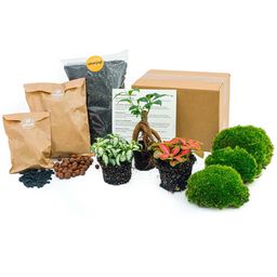 Urbanjngl Planten terrarium pakket - Ficus Ginseng bonsai - Navulling & Startpakket- DIY (8720872021539)