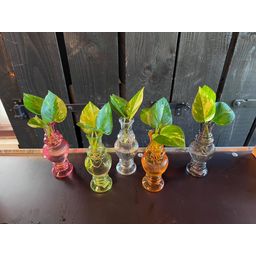 Meergroothandel Kamerplanten Mix in Venice Glas - 6 stuks - Ø7cm - ↕20cm (45185)