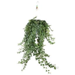 Meergroothandel Hedera Helix Pitsburg - Hang/XXL - Ø24cm - ↕cm (32004)