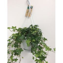 Meergroothandel Hedera Helix Groen - Hangpot Wit / Basic - Ø17cm - ↕cm (31845)