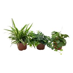Meergroothandel Green Mix Chlorophytum, Hedera, Pilea - 3 stuks - Ø13cm - ↕35cm (32618)