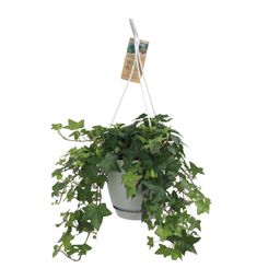 Meergroothandel Hedera Helix Groen - Hangpot Wit / Basic - Ø17cm - ↕cm (31845)