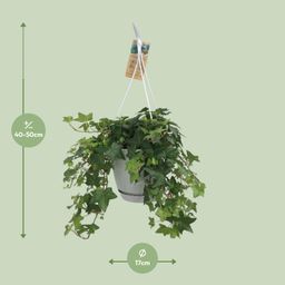 Meergroothandel Hedera Helix Groen - Hangpot Wit / Basic - Ø17cm - ↕cm (31845)