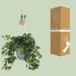 Meergroothandel Hedera Helix Groen - Hangpot Wit / Basic - Ø17cm - ↕cm (31845)