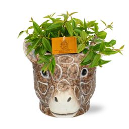 Meergroothandel Peperomia Ang. Rocca Vivace - Ø11cm - ↕15cm + Planter Giraf D11/14x11cm - Bruin (42502)