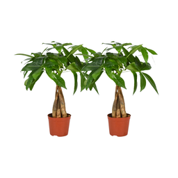 Meergroothandel Pachira Aquatica Gevlochten Stam - 2 stuks - Ø12cm - ↕35cm (32898)