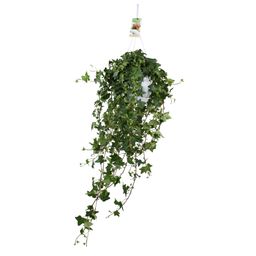 Meergroothandel Hedera Helix Pitsburg - Hang/XXL - Ø17cm - ↕90cm (31847)