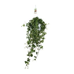 Meergroothandel Hedera Helix Pitsburg - Hang/XXL - Ø17cm - ↕90cm (31847)