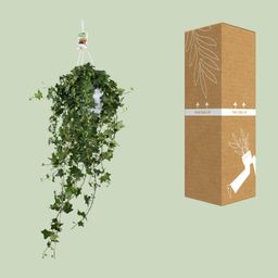 Meergroothandel Hedera Helix Pitsburg - Hang/XXL - Ø17cm - ↕90cm (31847)