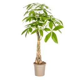 K&k pflanzen Pachira Aquatica Ø21cm - ↕100cm (4250308315245)