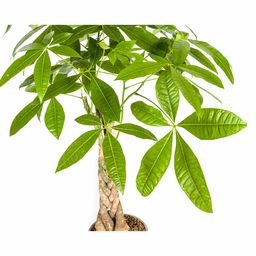 K&k pflanzen Pachira Aquatica Ø21cm - ↕100cm (4250308315245)
