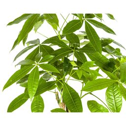K&k pflanzen Pachira Aquatica Ø21cm - ↕100cm (4250308315245)