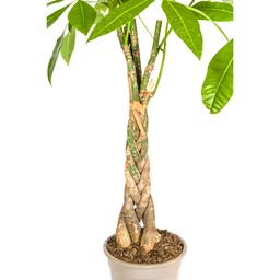 K&k pflanzen Pachira Aquatica Ø21cm - ↕100cm (4250308315245)