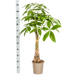 K&k pflanzen Pachira Aquatica Ø21cm - ↕100cm (4250308315245)