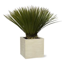 Everyplants Yucca Rostrata - 80cm- Ø27 (8721055694250)