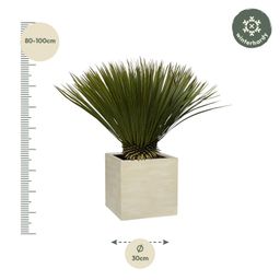 Everyplants Yucca Rostrata - 80cm- Ø27 (8721055694250)