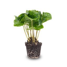 Coffea Arabica - Koffieplant - Terrarium plant - Potmaat 6 (8720872020853)