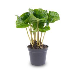 Coffea Arabica - Koffieplant - Terrarium plant - Potmaat 6 (8720872020853)