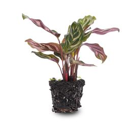Calathea Makoyana - Pauwenplant - Terrarium plant - Potmaat 6 (8720872020846)