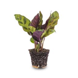 Calathea Lancifolia - Pauwenplant - Terrarium plant - Potmaat 6 (8720872020839)