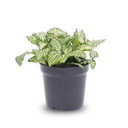 Fittonia Wit - White Tiger - Mozaiekplantje - Terrarium plant - Potmaat 8 (8720872020815)