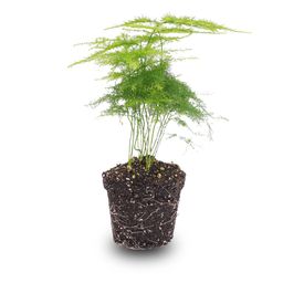 Asparagus Setaceuse Plumosus – Sierasperge - Terrarium plant - Potmaat 6 (8720872020822)