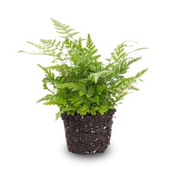 Varen - Athyrium spicatum - Terrarium plant - Potmaat 6 (8720872020860)