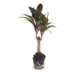 Mini-palm - Cordyline fruticosa 'Purple Compacta' - Terrarium plant - Potmaat 6 (8720872020877)