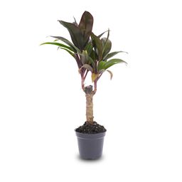 Mini-palm - Cordyline fruticosa 'Purple Compacta' - Terrarium plant - Potmaat 6 (8720872020877)