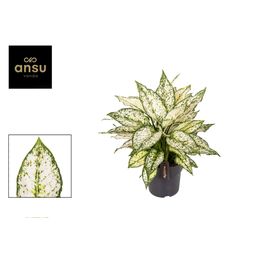 Aglaonema White Kiwi - Ø19cm - ↕40cm (45570)