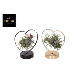 Tillandsia Love Edition Zwart/Goud Mix - 2 stuks - Ø10,5cm - ↕21cm (45639)