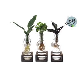 Intenz Mix in Ann Glas (witte dop) + Naturel Single - 3 stuks - Ø7cm - ↕25cm (45634)
