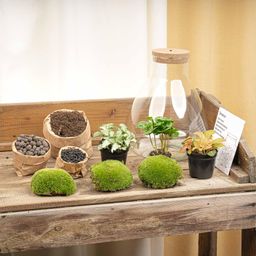 DIY terrarium - Sam Coffea met lamp - ↕ 30 cm - Normal (8720726958301)