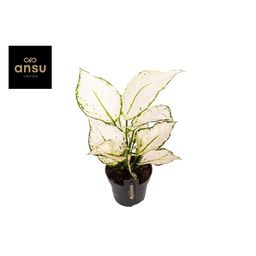 Aglaonema White Joy - Ø12cm - ↕35cm (45566)