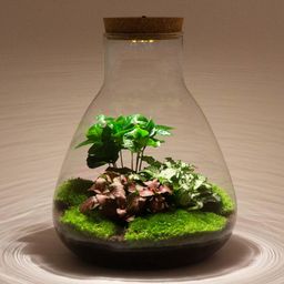 DIY terrarium - Sam Calathea with Light - ↕ 30 cm - Normal (8720726958349)
