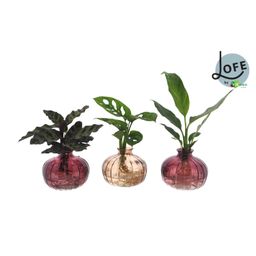 Intenz Mix in Nela 3 kleuren - 3 stuks - Ø7cm - ↕25cm (45633)