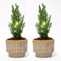Set van 2 - Kerstboom 'Ellwoodii' + Pot Echo + 20 led lampen - 25 - 30 cm hoog (8720872023557)