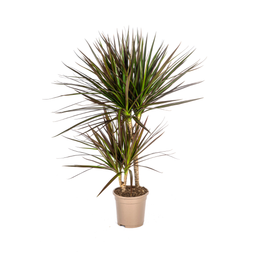 Dracaena Marginata Magenta (4250308316884)