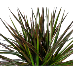 Dracaena Marginata Magenta (4250308316884)