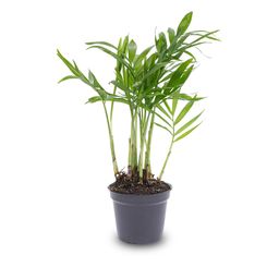 Parlour Palm - Chamaedorea elegans 'baby' - Terrarium plant - potmaat 6 (8720872022499)