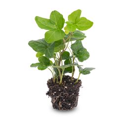 Hedera helix - Ø 6 cm - Houseplant & Terrarium plant (8720872022703)