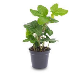 Hedera helix - Ø 6 cm - Houseplant & Terrarium plant (8720872022703)