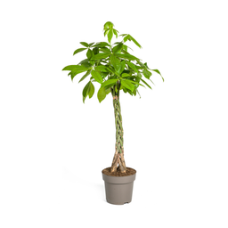 Pachira Aquatica (4250308315276)