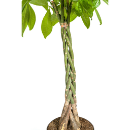 Pachira Aquatica (4250308315276)
