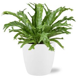 Asplenium Nidus Crissie - Pot Brussels D18x17cm - Wit (43231)
