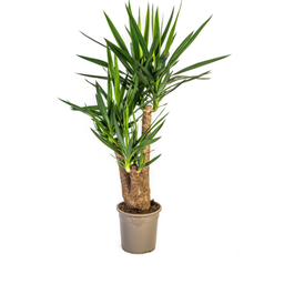 Yucca Elephantipes (4250308315672)