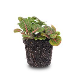 Fittonia Bubble Red - Red and green - Mosaic plant - potmaat 8 (8720872022666)