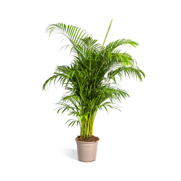 Dypsis lutescens (4250308315030)