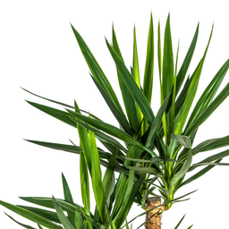 Yucca Elephantipes (4250308315672)