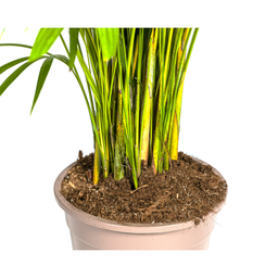 Dypsis lutescens (4250308315030)